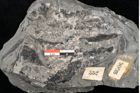 Foto (Detailansicht) von Dictyophyllum obtusilobum Sch. (NHMW-GEO-2024-0188-10506)